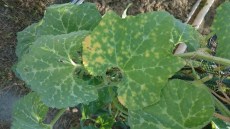 Foglia di cetriolo colpita da peronospora