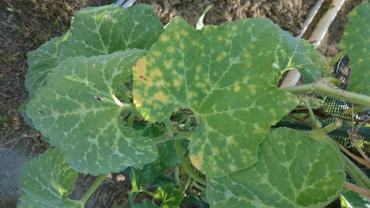 Foglia di cetriolo colpita da peronospora