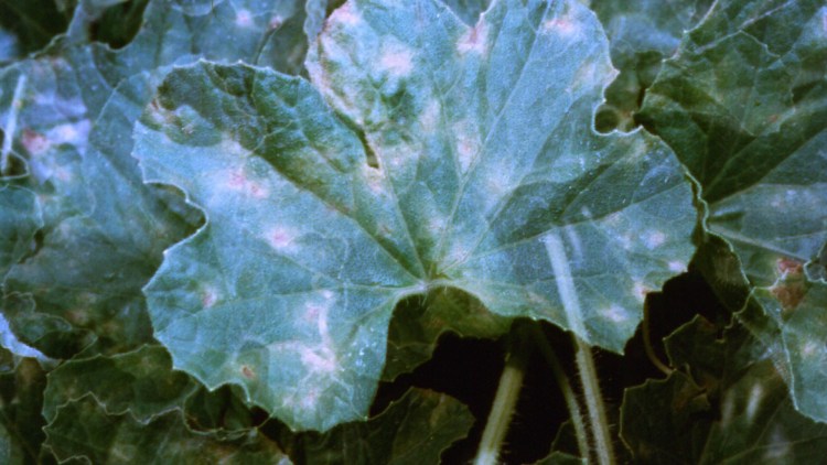 Manifestazioni iniziali di peronospora