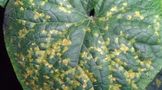 Mosaicatura prodotta da peronospora