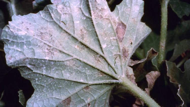 Macchia peronospora su foglia di melone