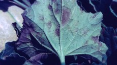 Foglia di melone gravemente colpita da peronospora