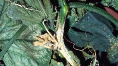 cetriolo colpito da sclerotinia