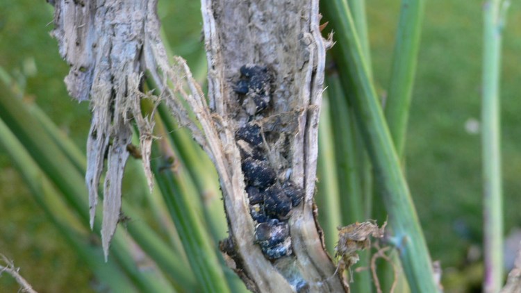 Sclerozi di sclerotinia