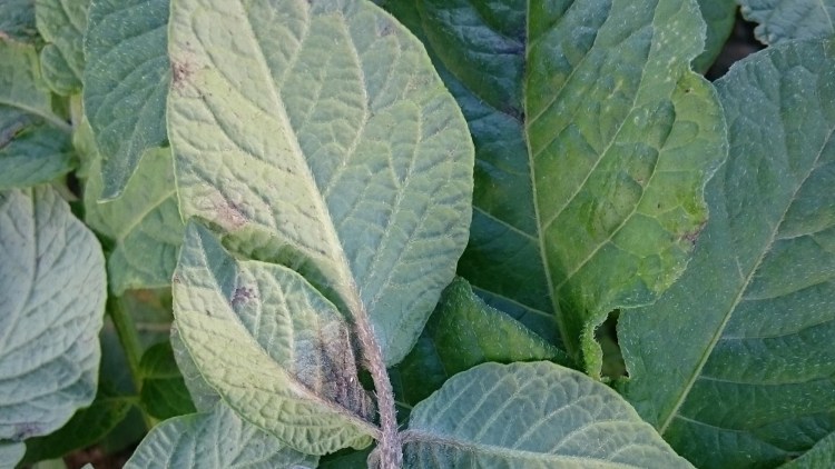 Foglie colpite da peronospora