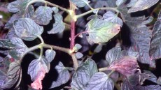 Necrosi prodotta da peronospora