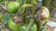 Bacche colpite da peronospora