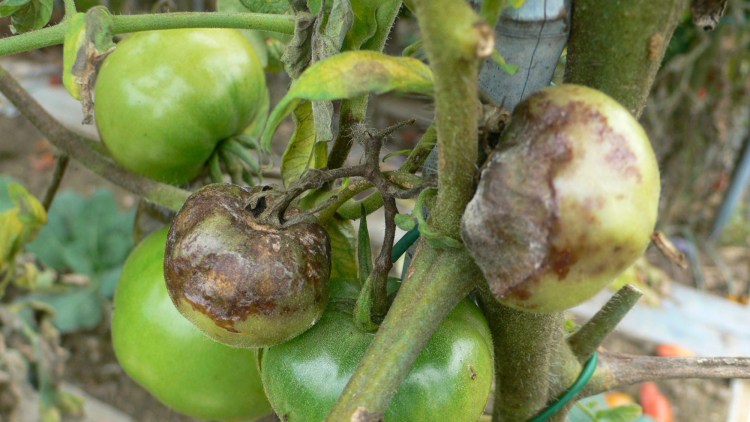 Bacche colpite da peronospora