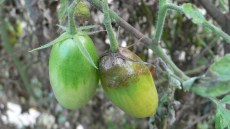 Bacca colpita da peronospora
