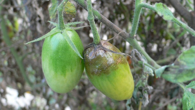 Bacca colpita da peronospora
