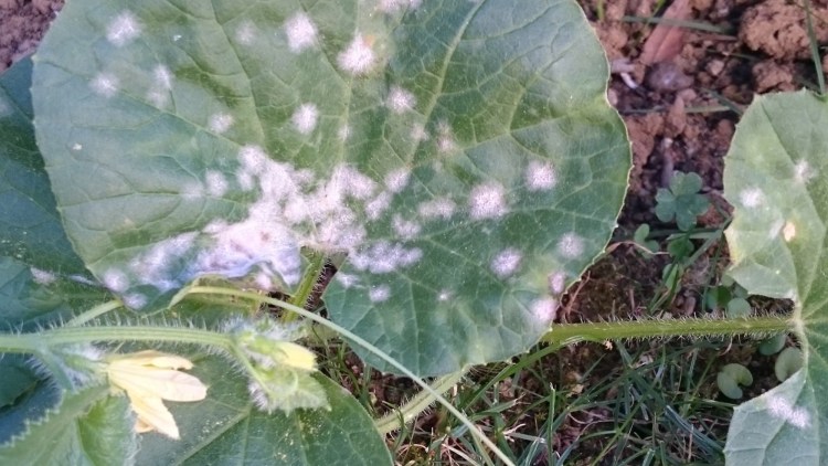 Foglia di melone con macchie farinose di mal bianco