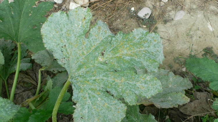 Foglia di zucchino invasa dal mal bianco