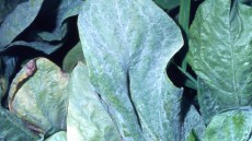 Foglia di radicchio colpita dal mal bianco