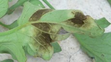 Foglie colpite da Passalora fulva