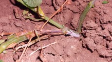 Pianta di patata colpita da Rhizoctonia