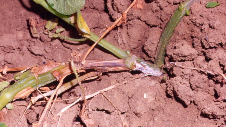 Pianta di patata colpita da Rhizoctonia