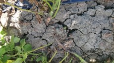 Pianta di patata colpita da Rhizoctonia