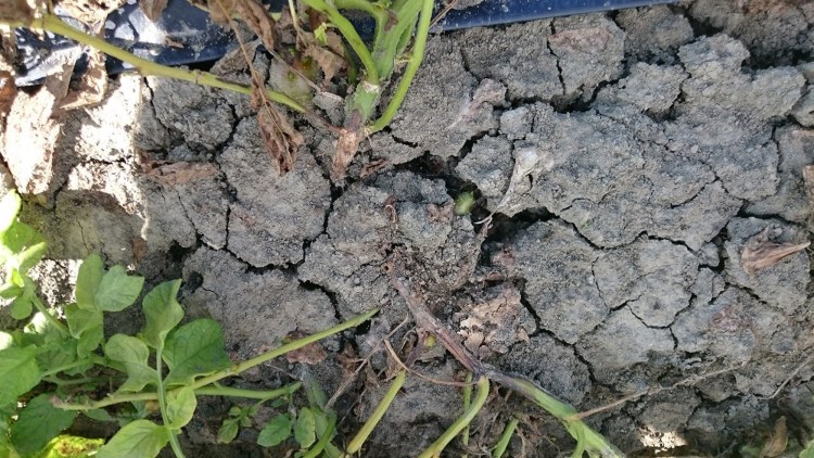 Pianta di patata colpita da Rhizoctonia