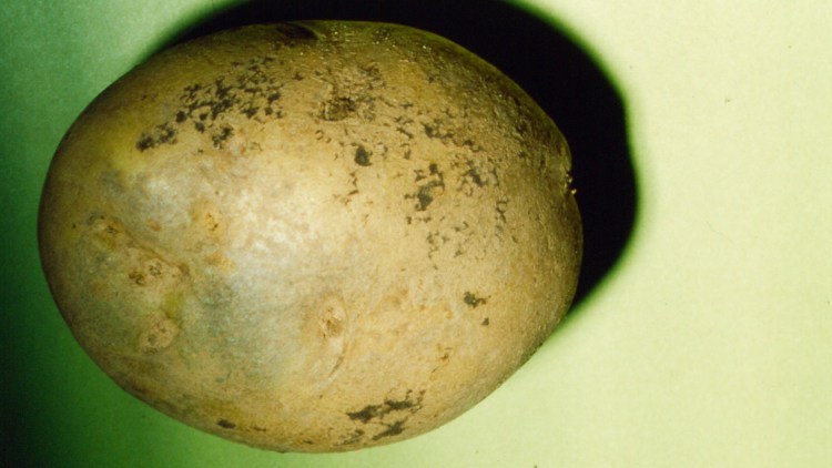 Patata colpita da Rhizoctonia