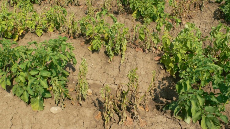 Piante di patata colpite da Sclerotium rolfsii