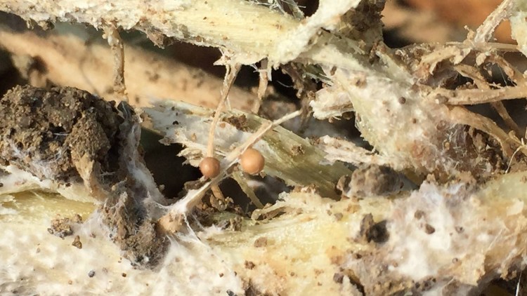Sclerozi di Sclerotium rolfsii