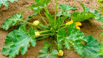Zucchino