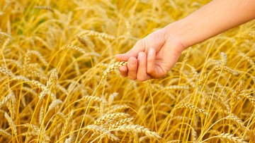 Orzo