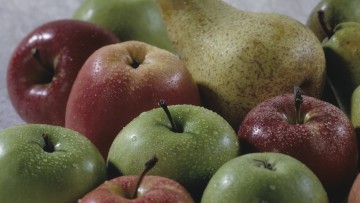 Pomacee