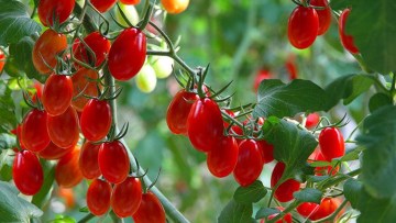 Pomodoro