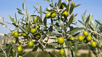 Olivo