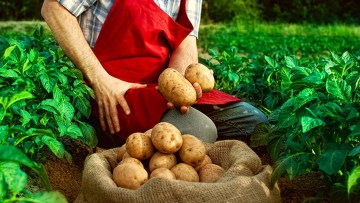 Patate