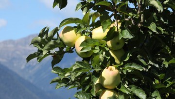 Frutta