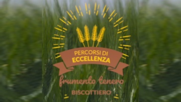 Frumento Tenero Biscottiero