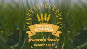 Frumento Tenero Panificabile