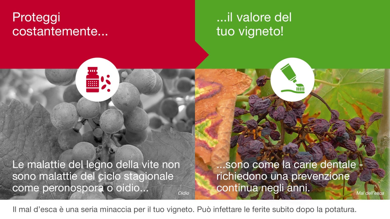 Proteggi il valore del vigneto