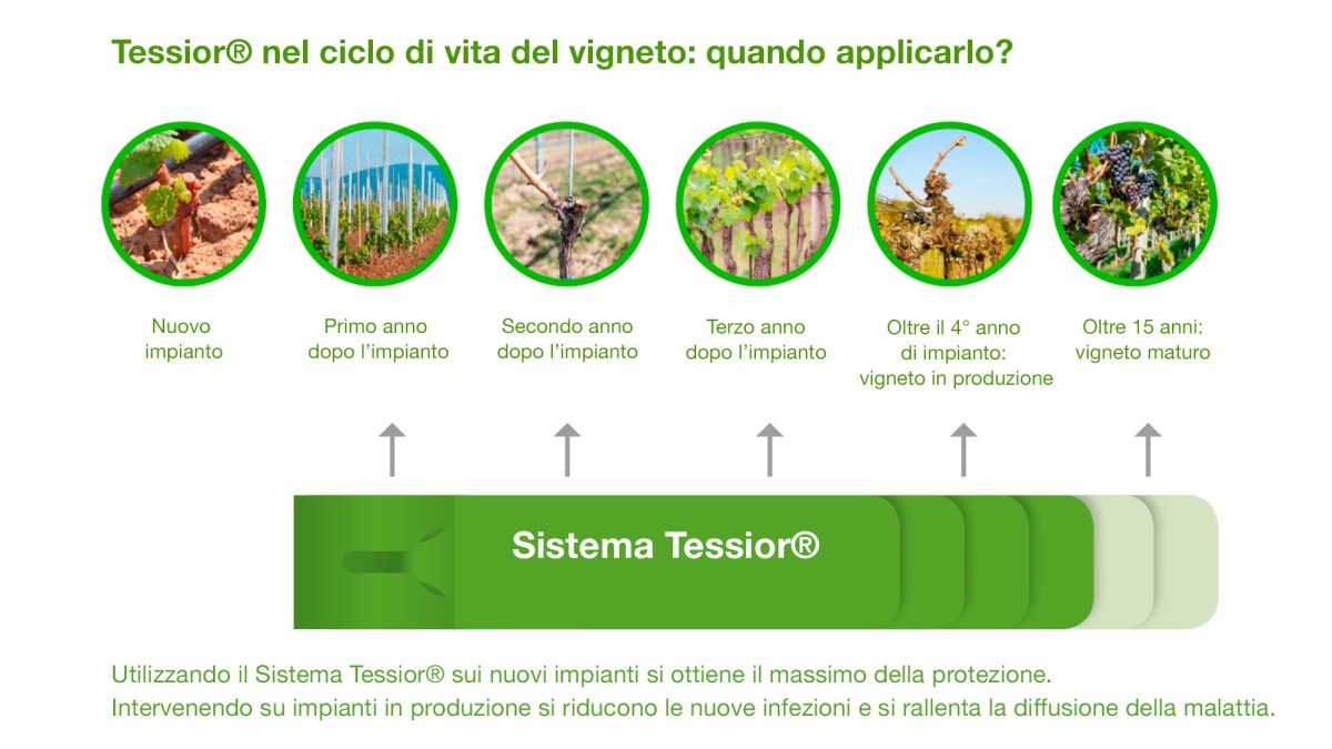 Tessior - ciclo di vita