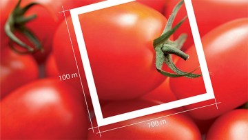 Ettaro Rosso