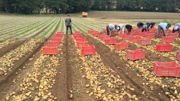 Patata dela Sila - il più grande lavoro sulla terra