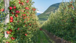 Video Frutta