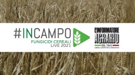 #inCampo - Fungicidi cereali live 2021
