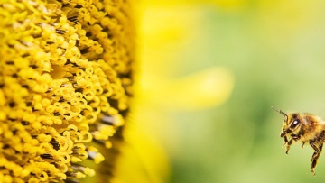 Webinar sulla Tutela degli impollinatori 