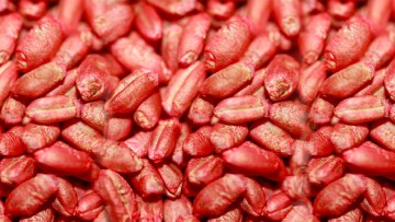 Frumento (concia semi)