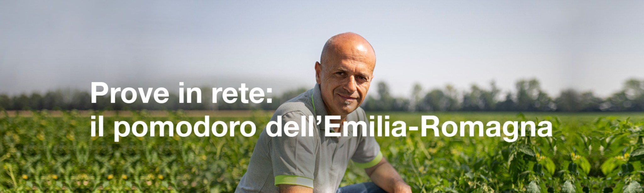 pomodoro emilia romagna