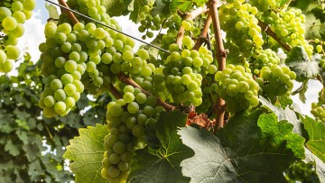 Uva da vino