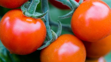 Pomodoro Pachino