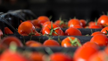Pomodro Pachino BASF - Il più grande lavoro sulla terra