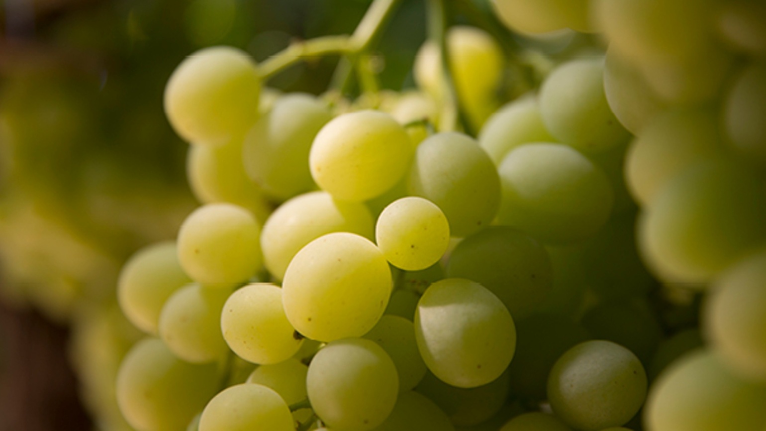 Uva Da Tavola Basf Agricultural Solutions Italia