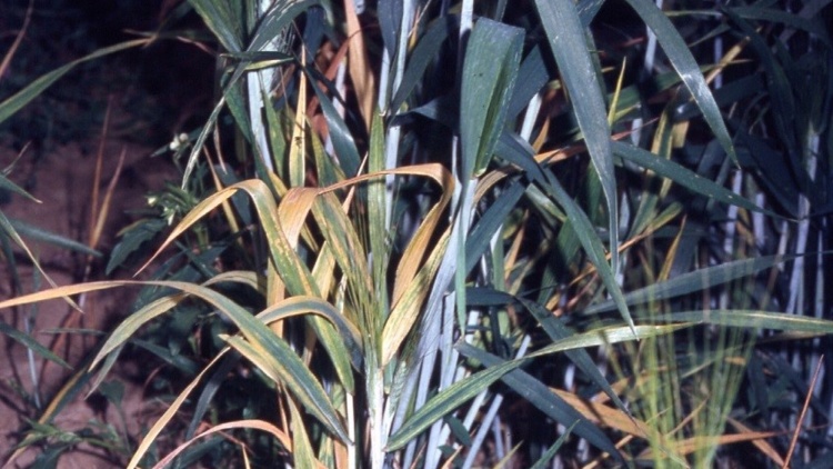 Piante colpite dal “nanismo giallo dell’orzo”