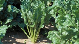 Rutabaga