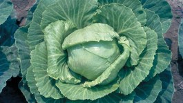 Cavoli ricci